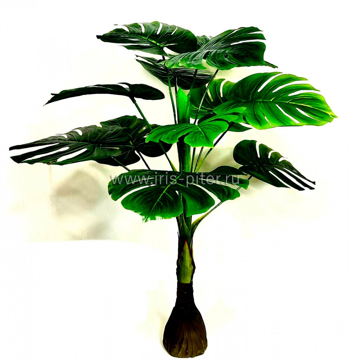 Монстера горшечная