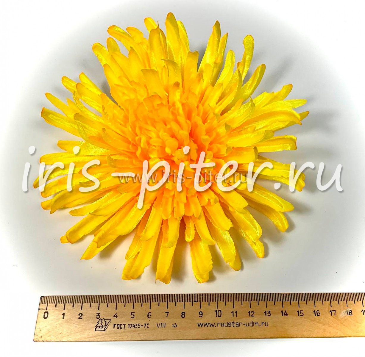 Голова астры