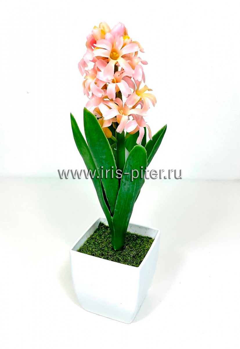 Гиацинт розовый в горшке