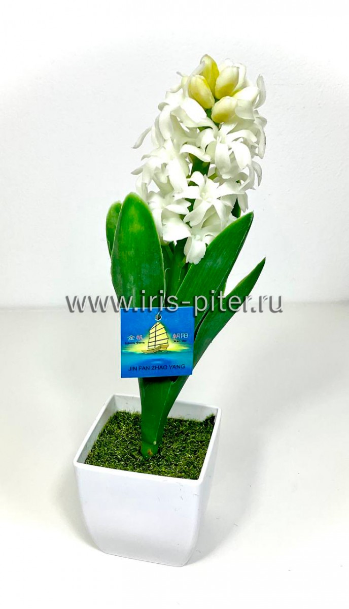 Гиацинт белый в горшке