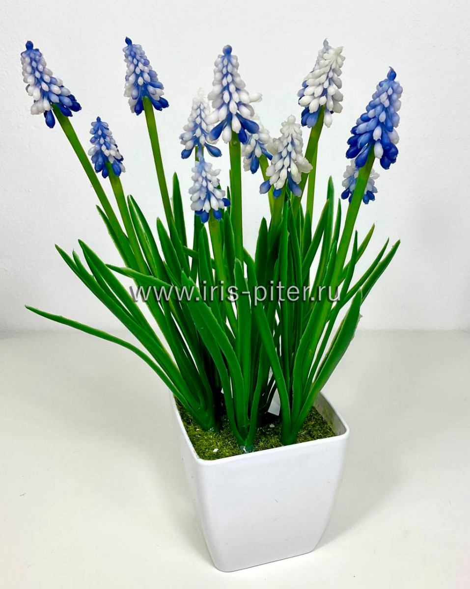 Мускари синие в горшке
