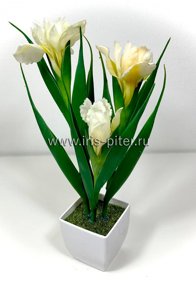 Ирис 2г 1бут белый в маленьком горшке 