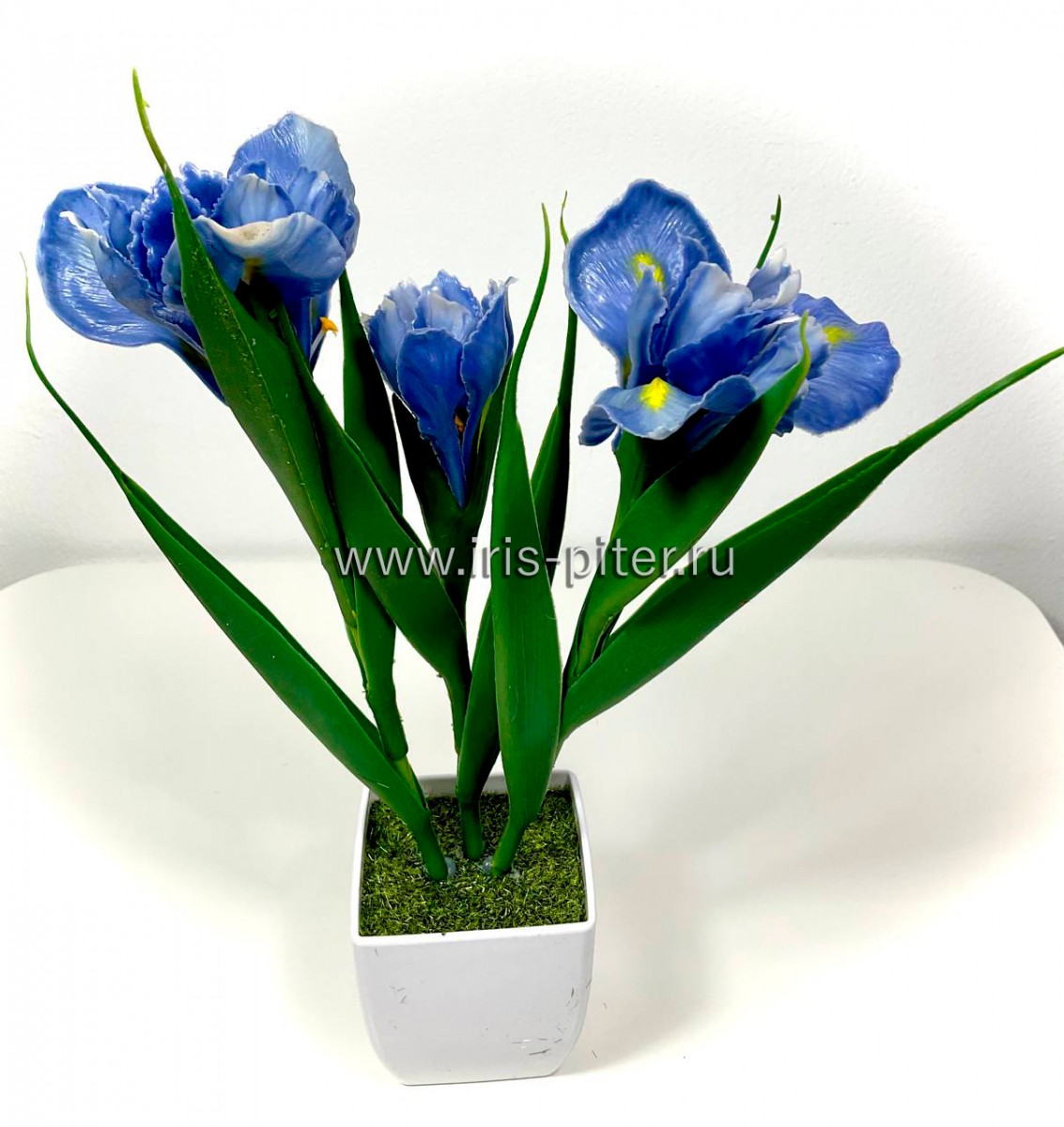 Ирис 2г 1бут синий в маленьком горшке