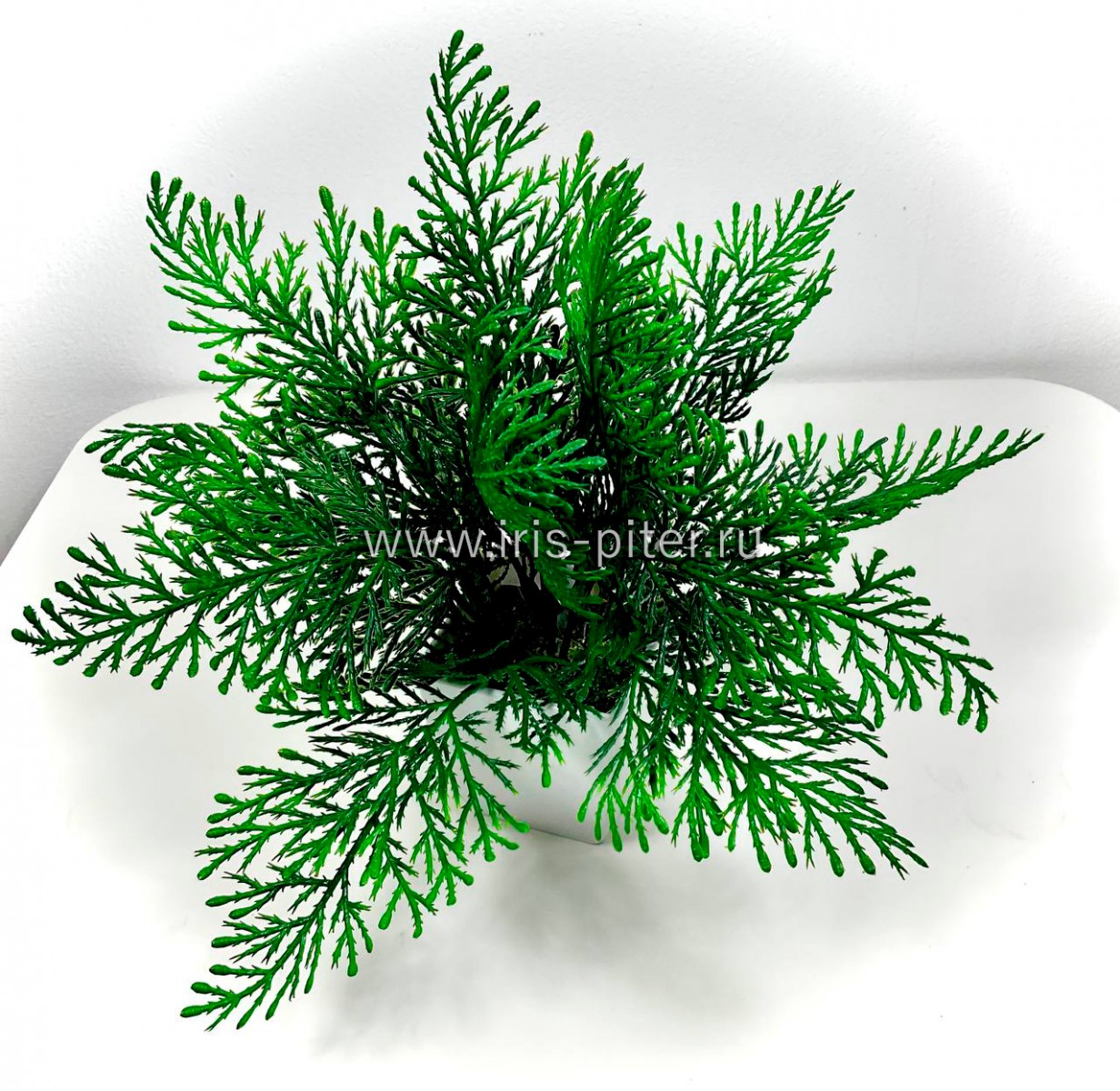 Туя в маленьком горшке