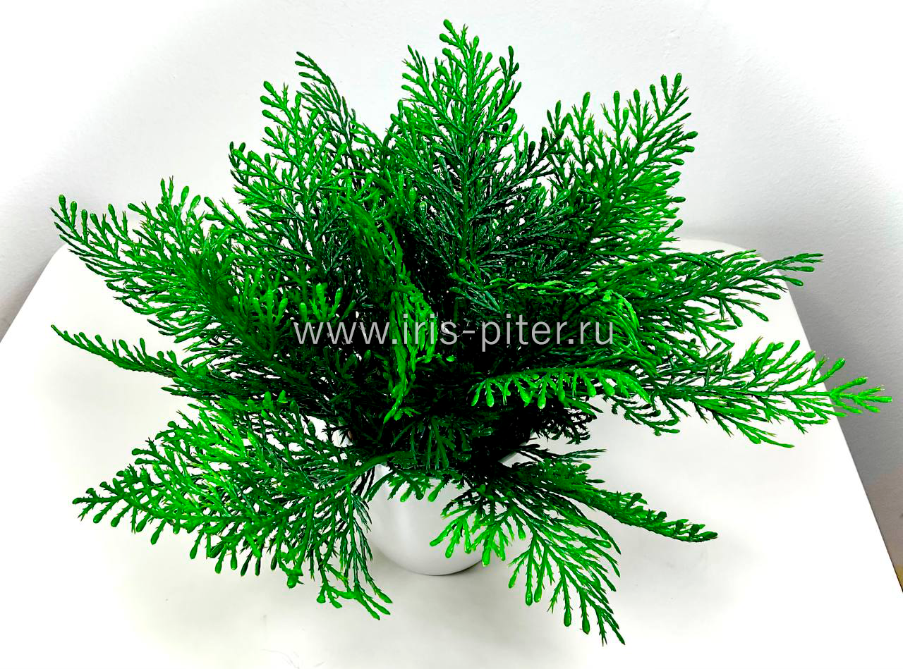 Туя в большом горшке 