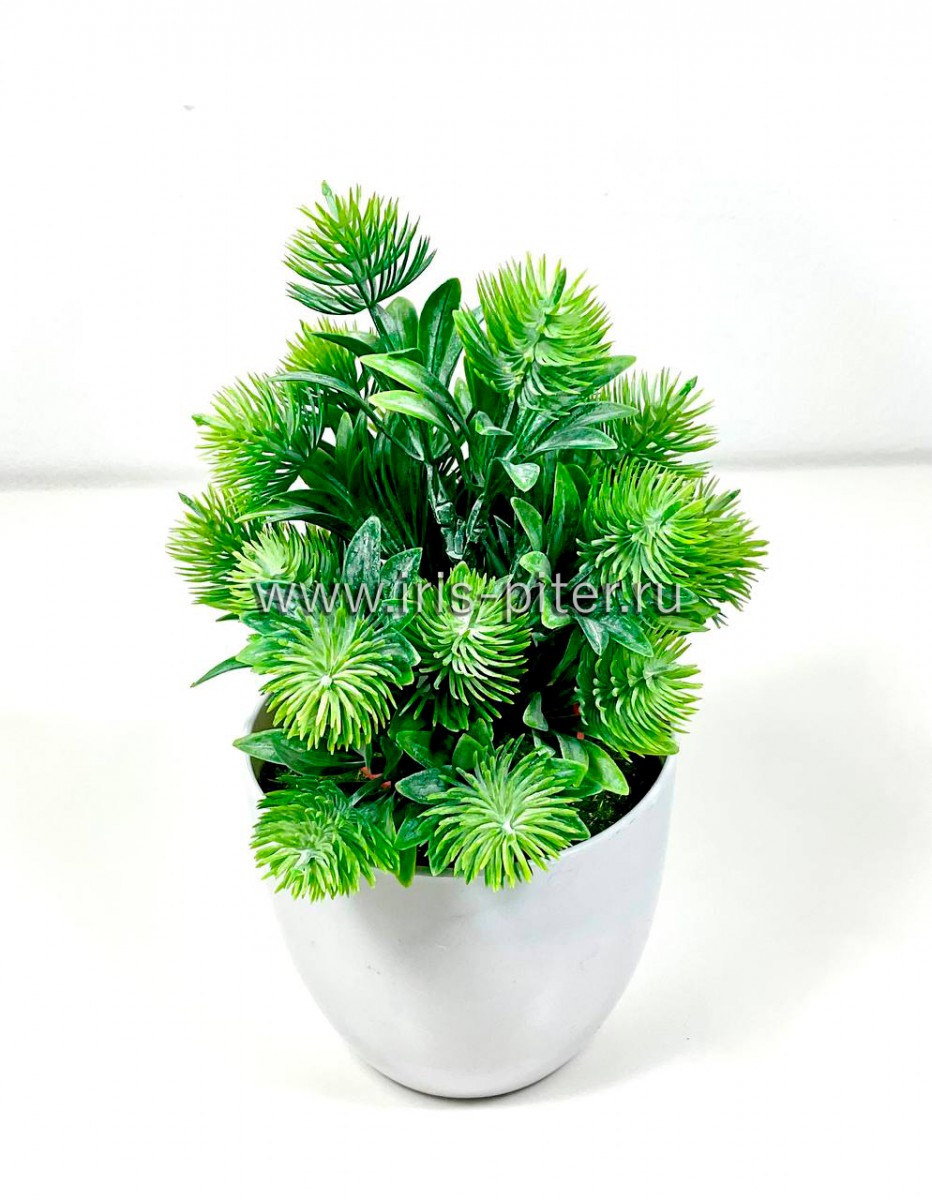 Репейник с напылением в горшке 