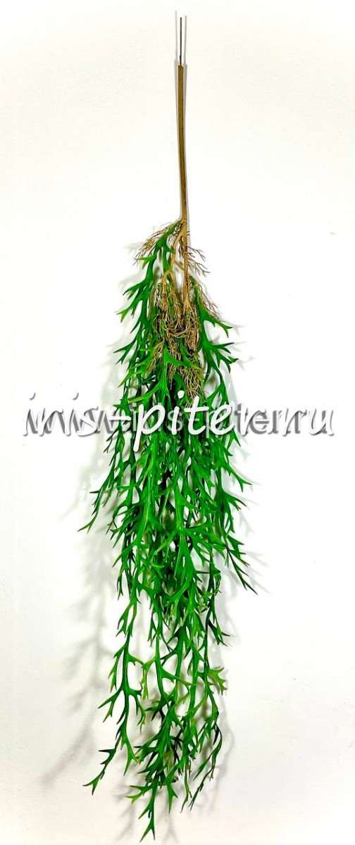 Ветка платицериум с корнями