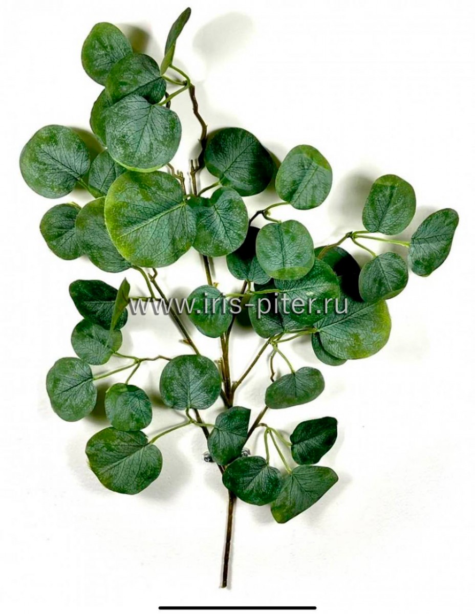 Ветка эвкалипт