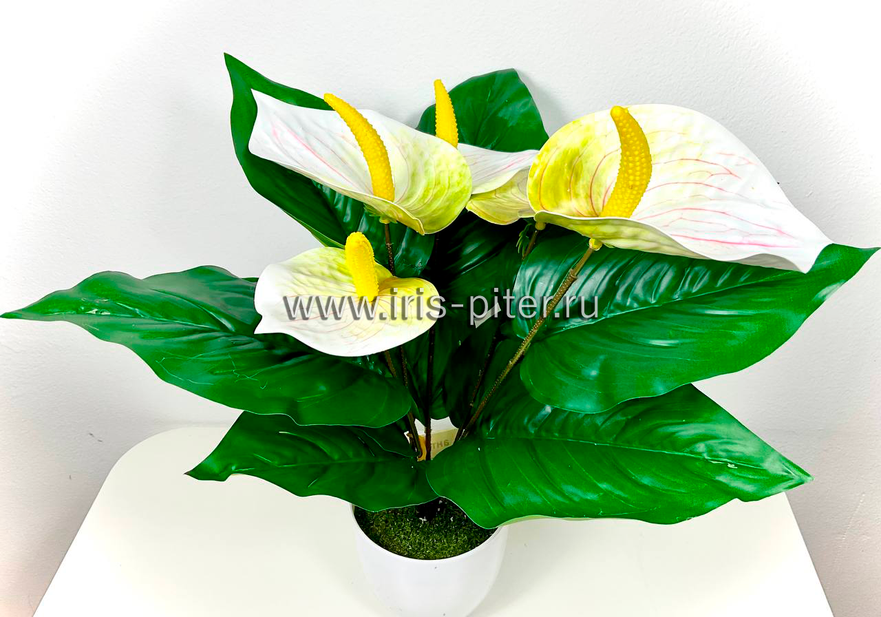 Антуриум 5г белый в горшке