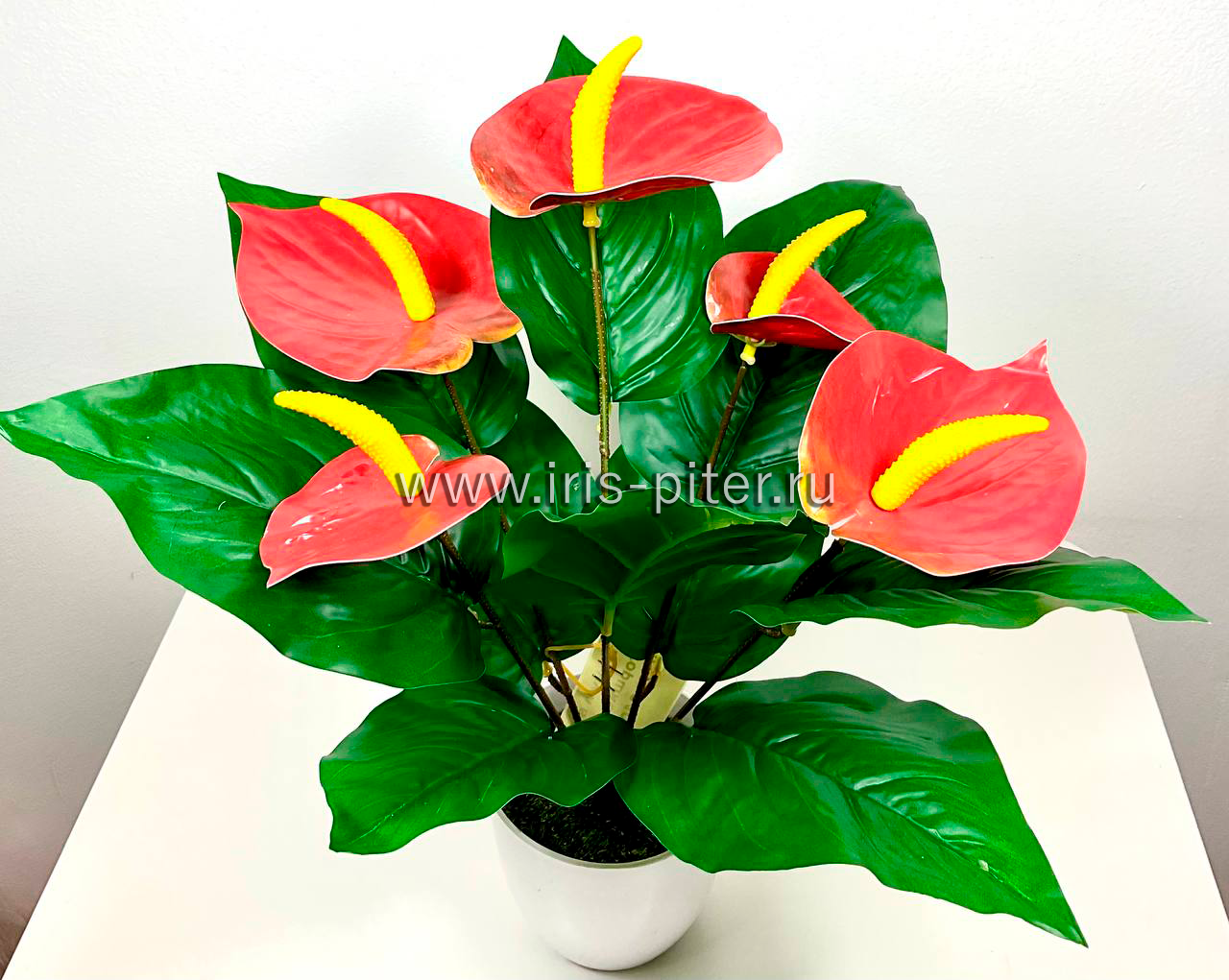Антуриум 5г красный в горшке