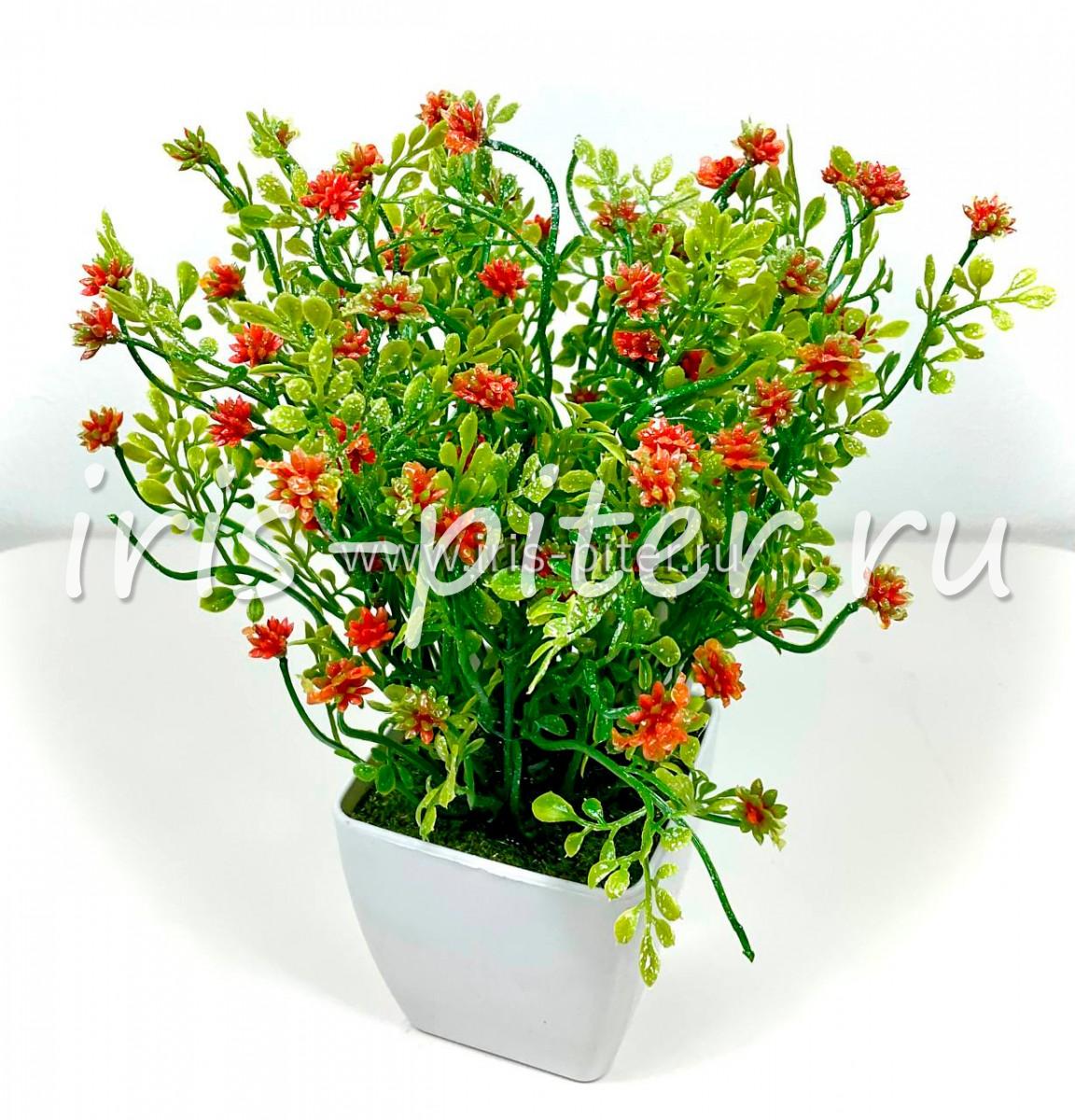 Мелкоцвет красный в горшке