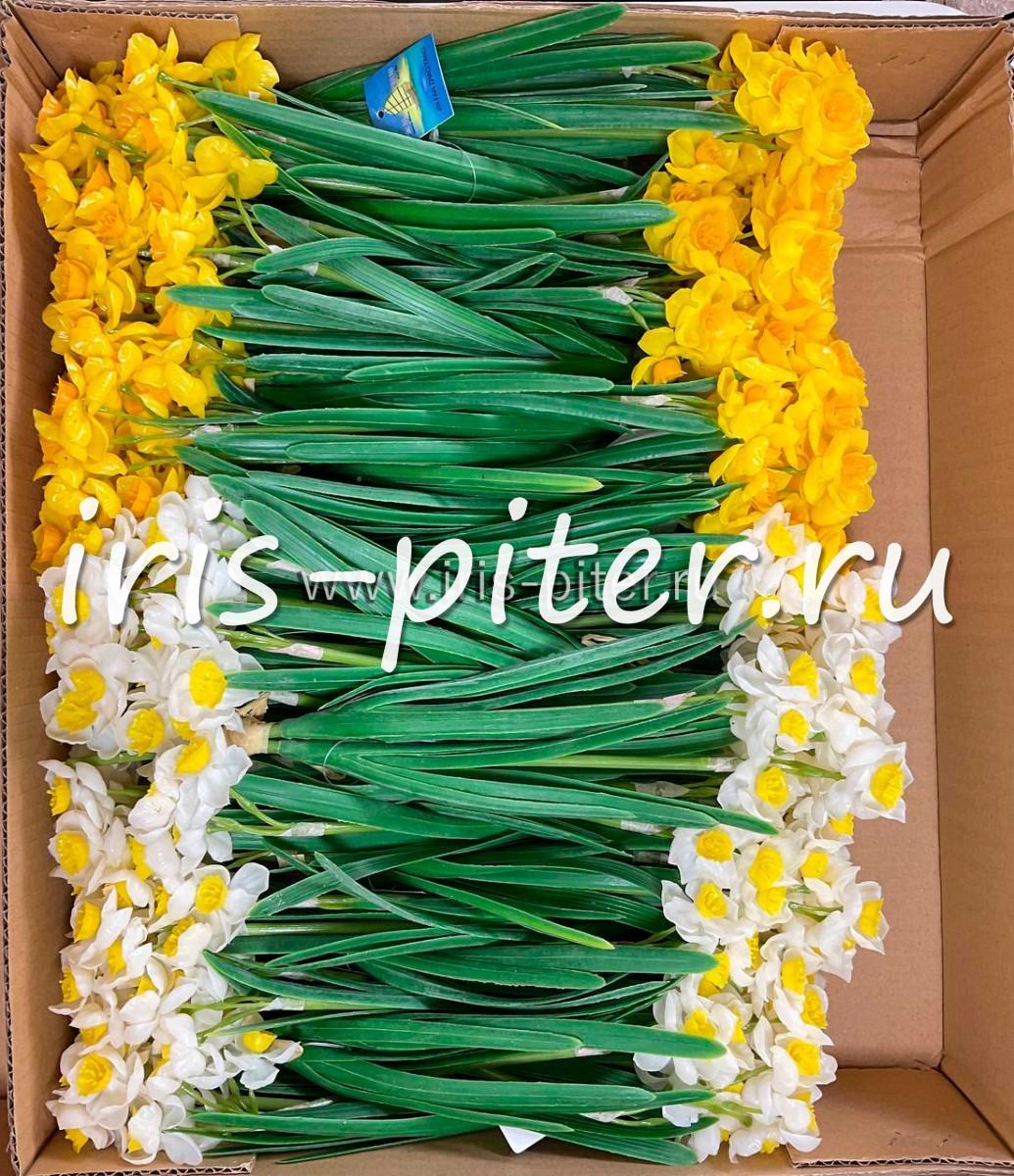 Нарцисс латекс