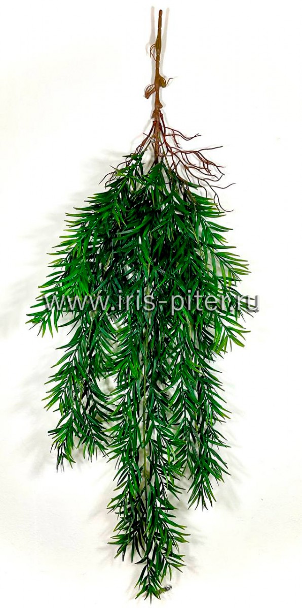 Ветка  рускус с корнями