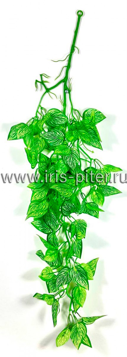 Ветка сциндапсус