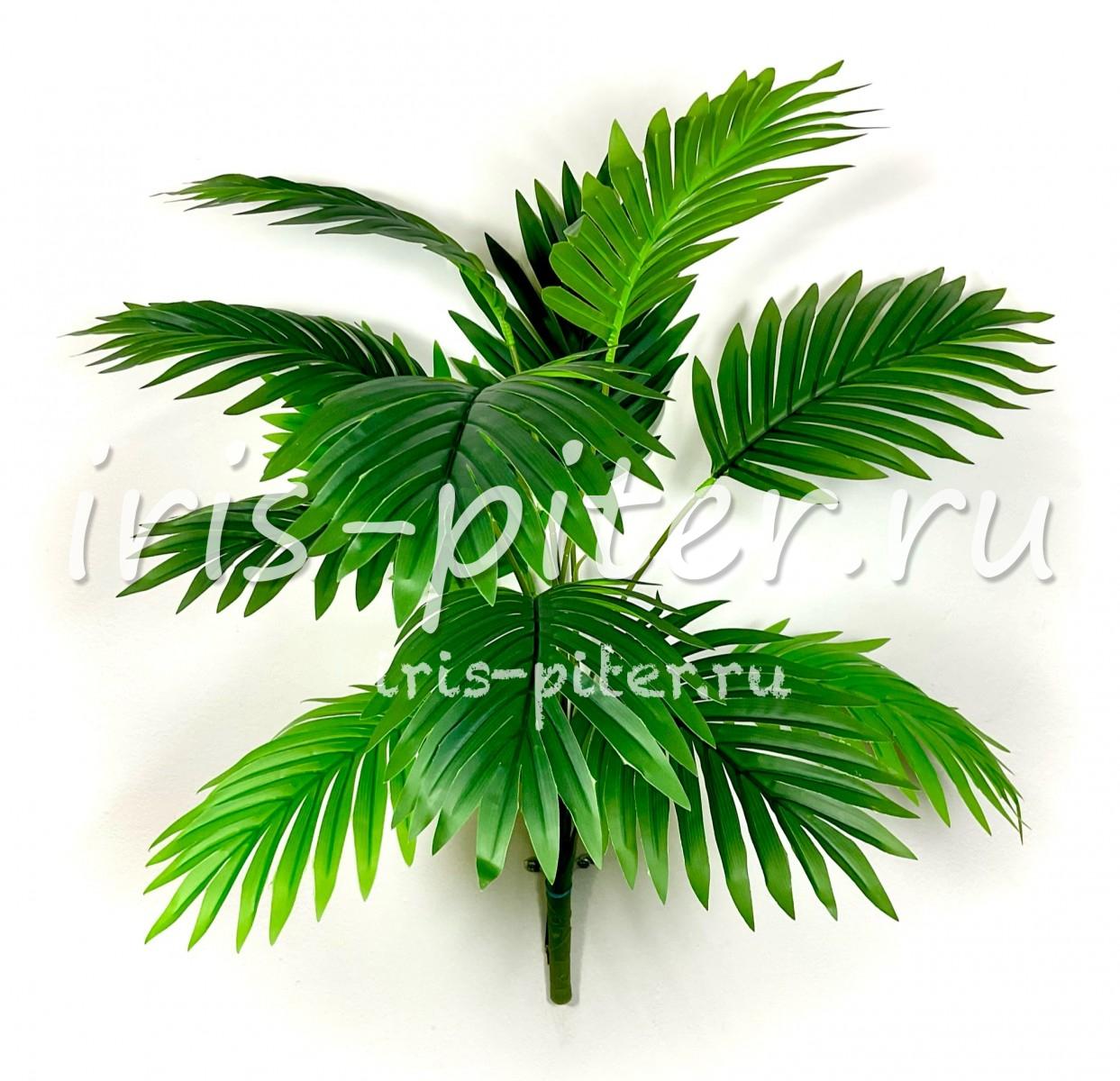 пальма хамедорея 12листов сборная