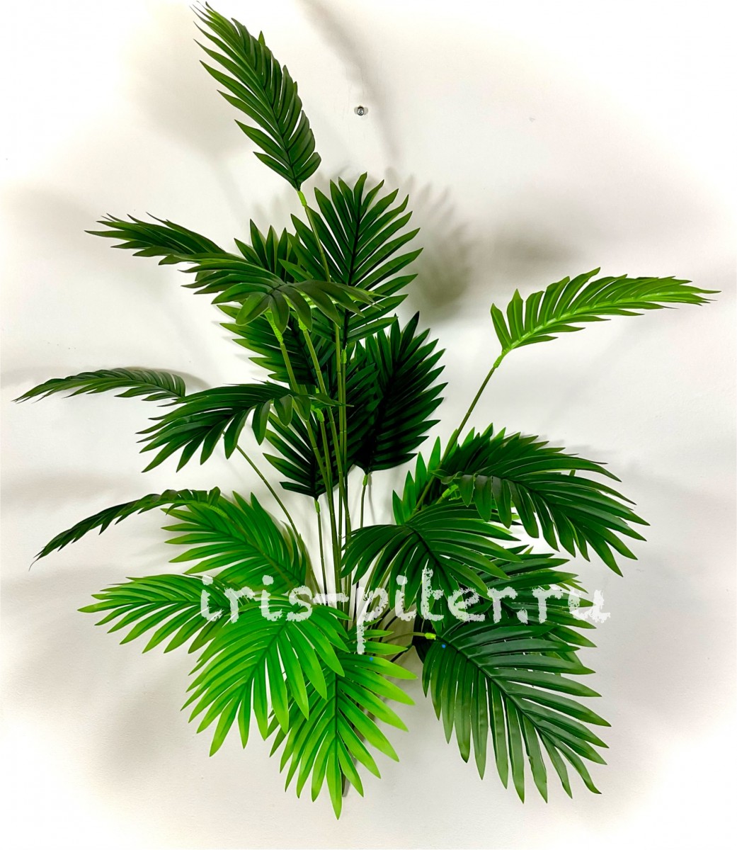 пальма хамедорея 24г сборная