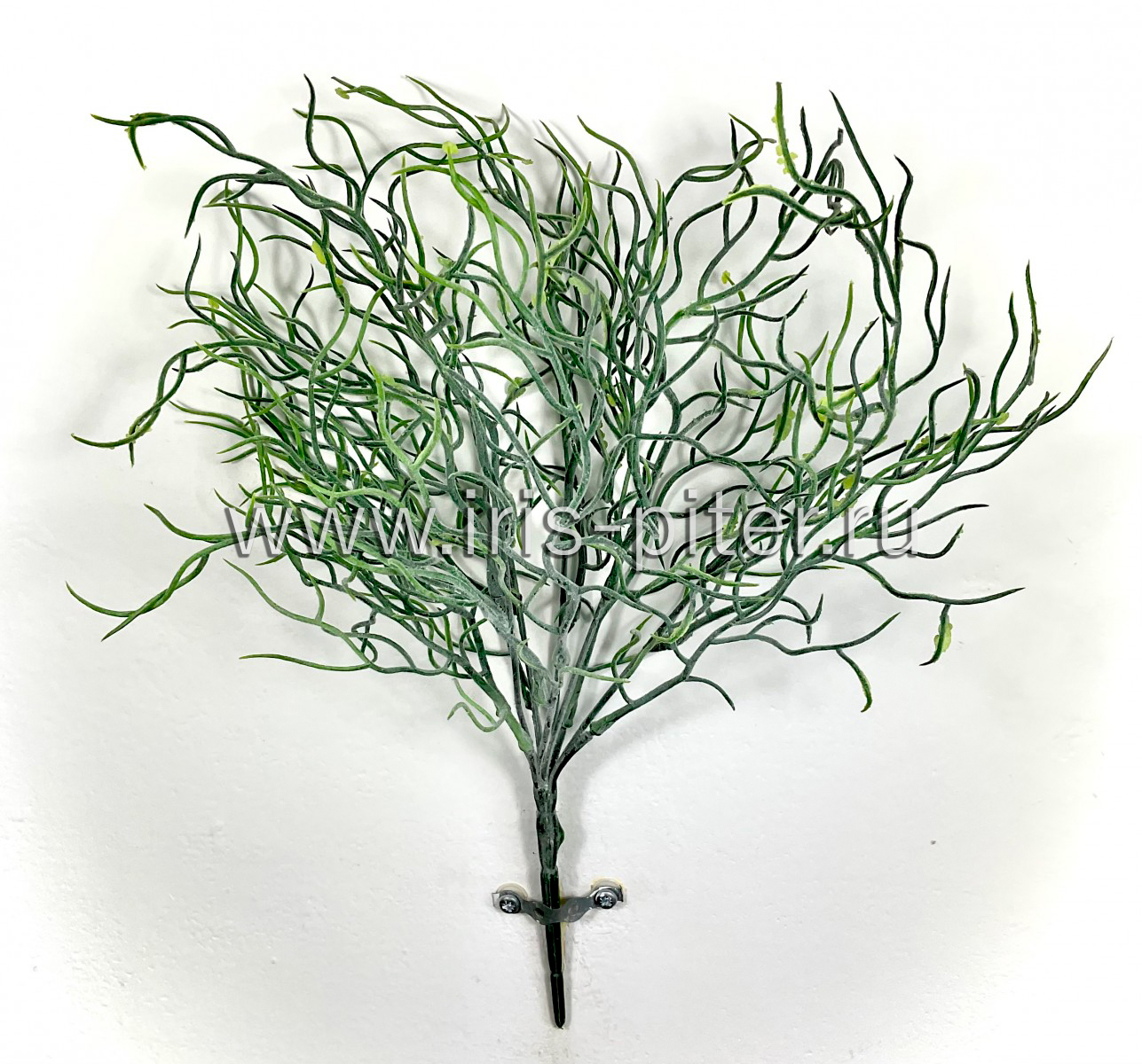 Венерин волос