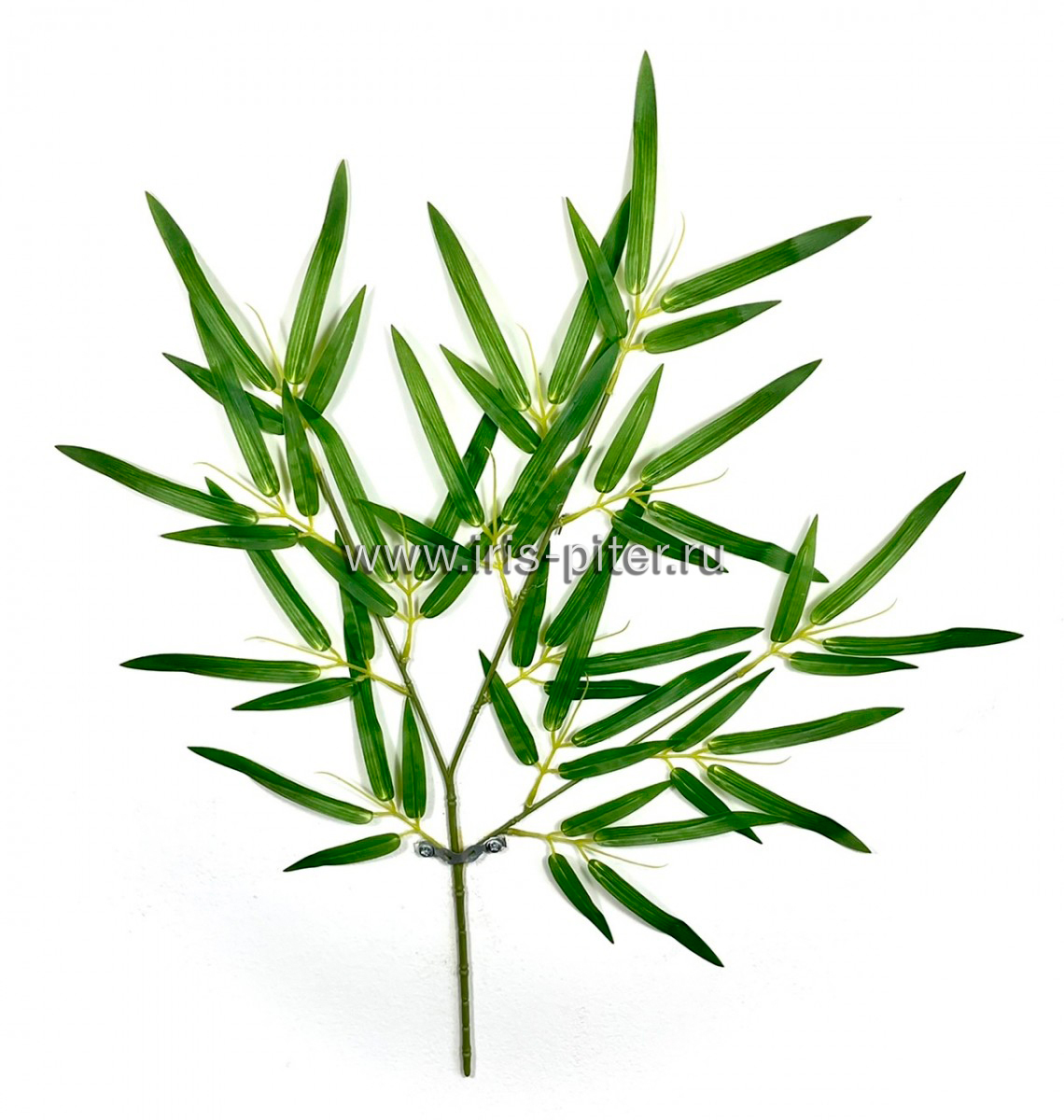 Ветка бамбук