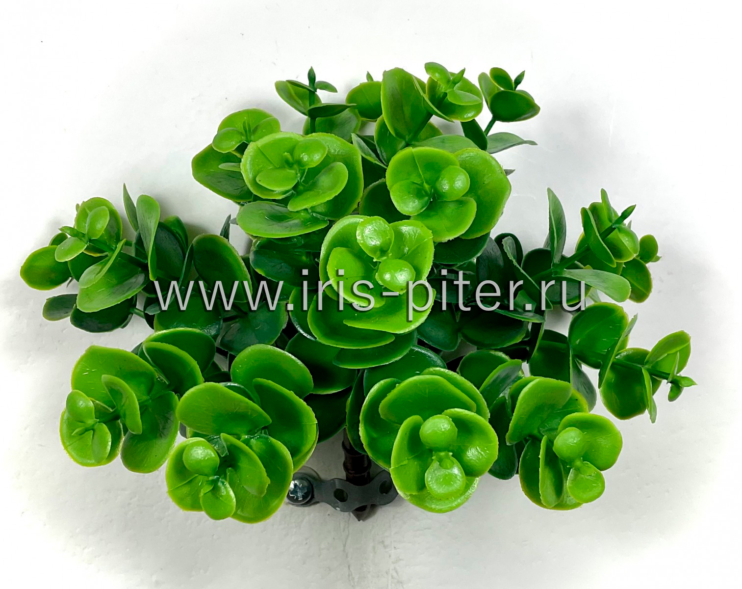 Самшит горшечный 18вет