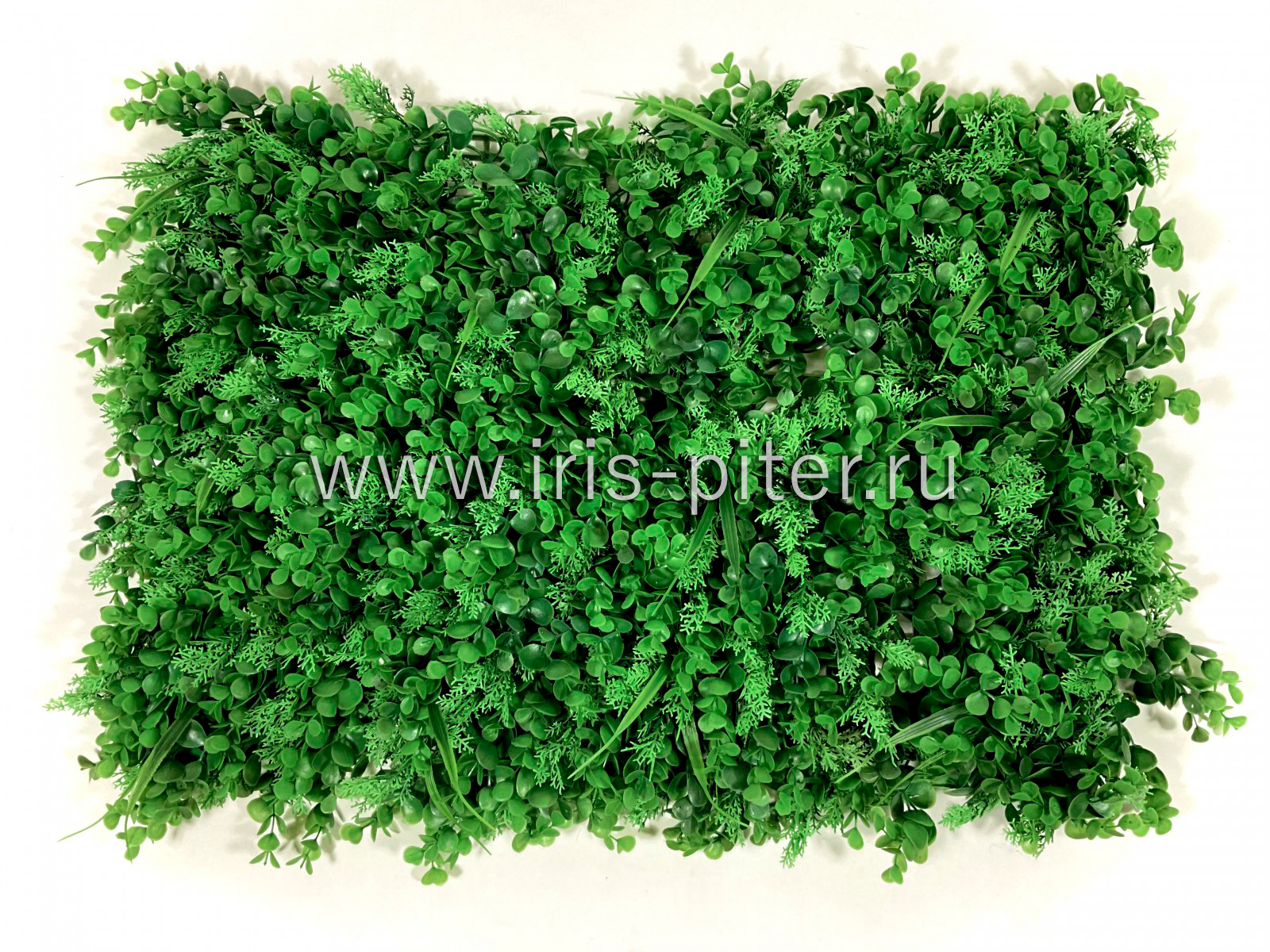 Газон самшит+укроп темный