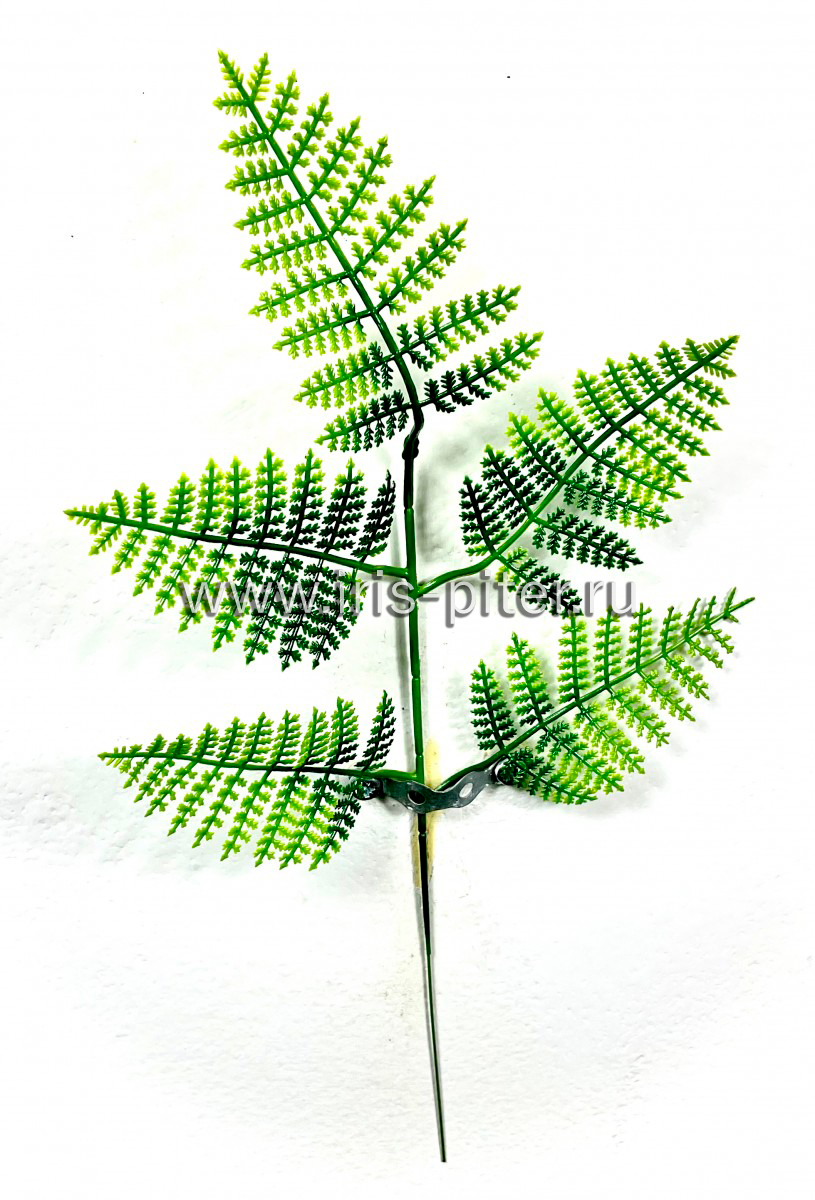 Папоротник пятилистник 