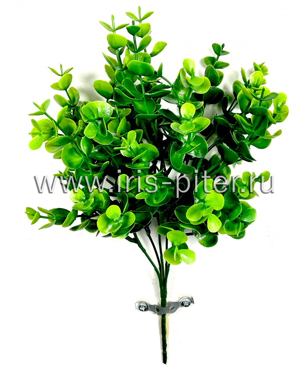 Самшит 5вет 