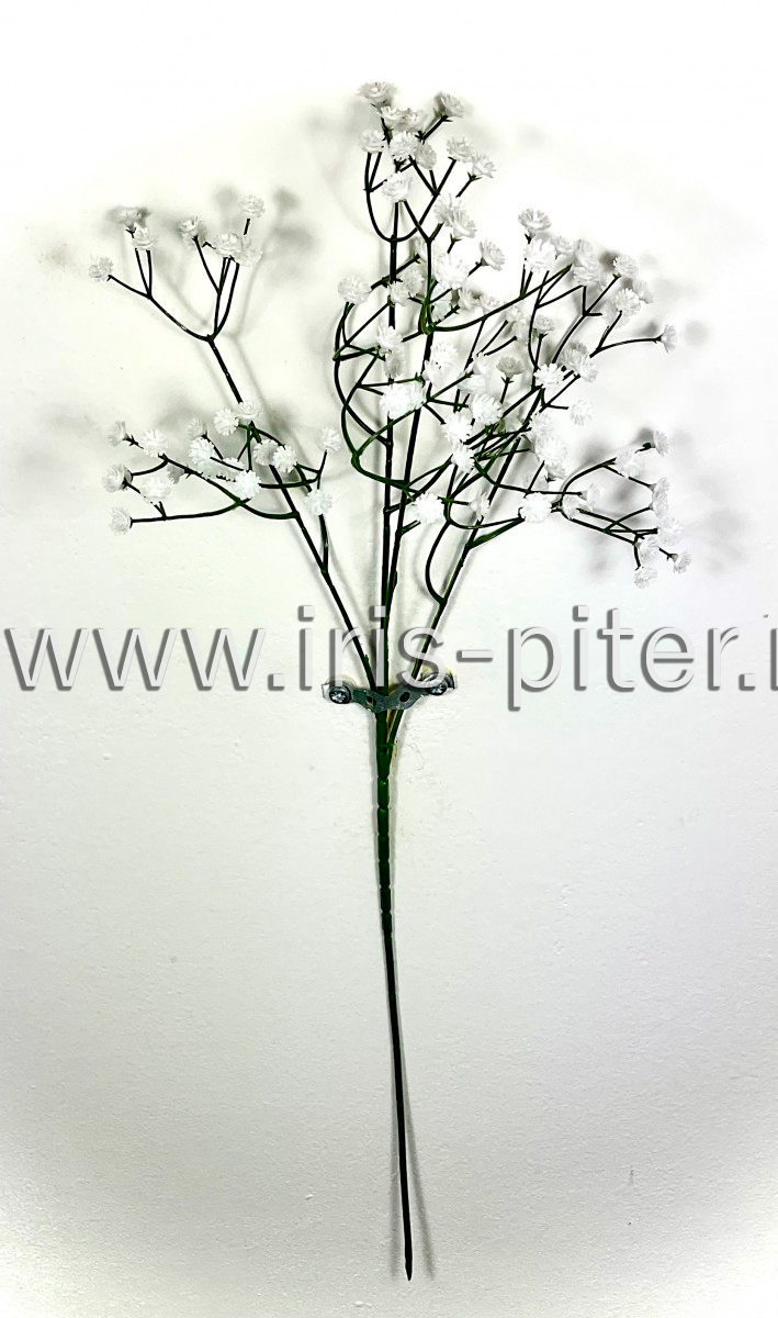 Гипсофила перфекта высокая 4вет