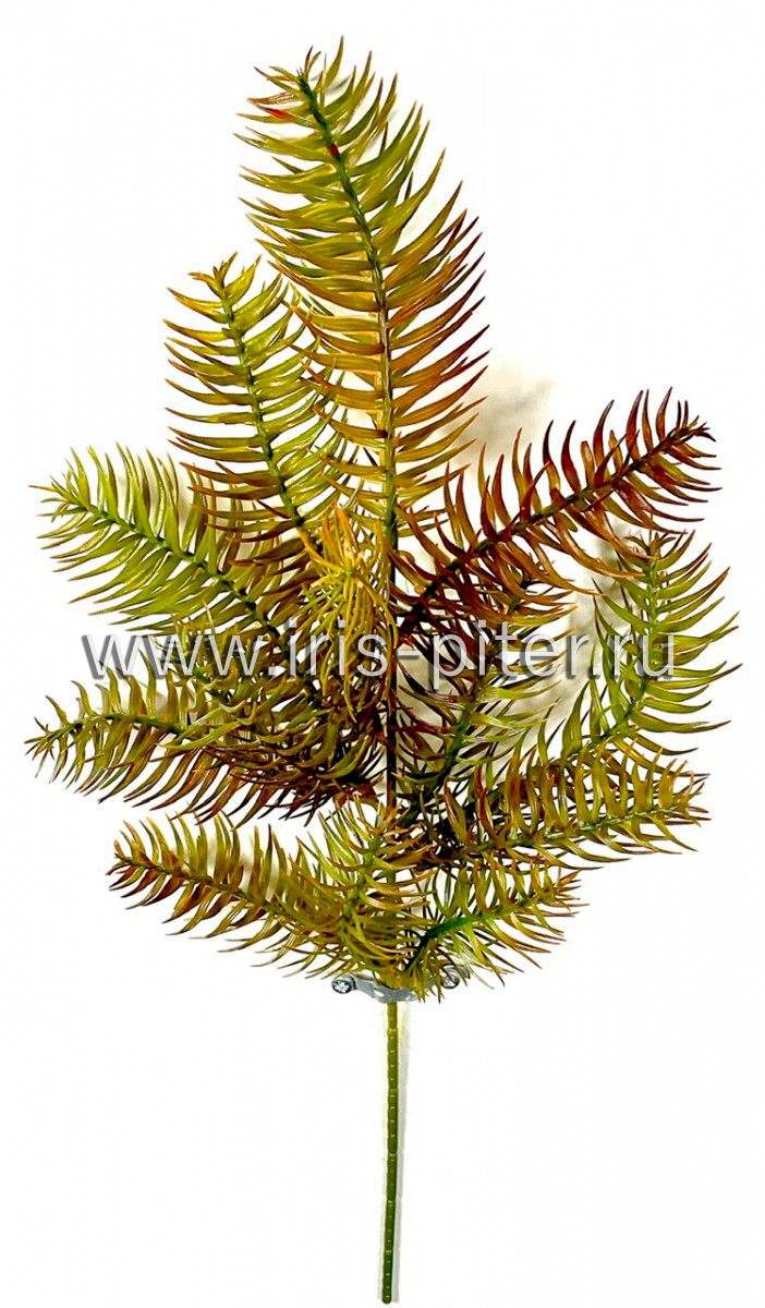 Ветка тис светло-коричневая