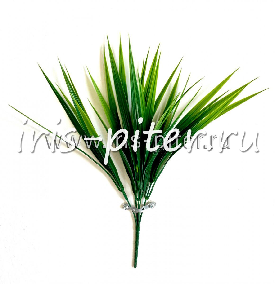 Трава осока широкая 5вет 
