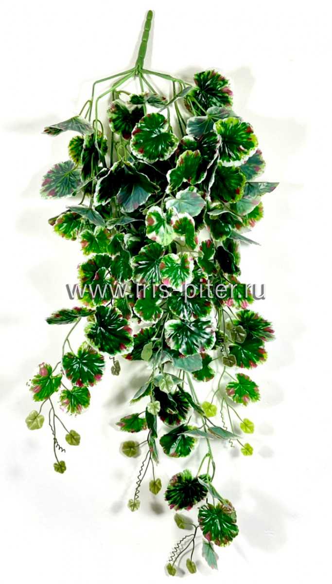 Ветка герань темный лист