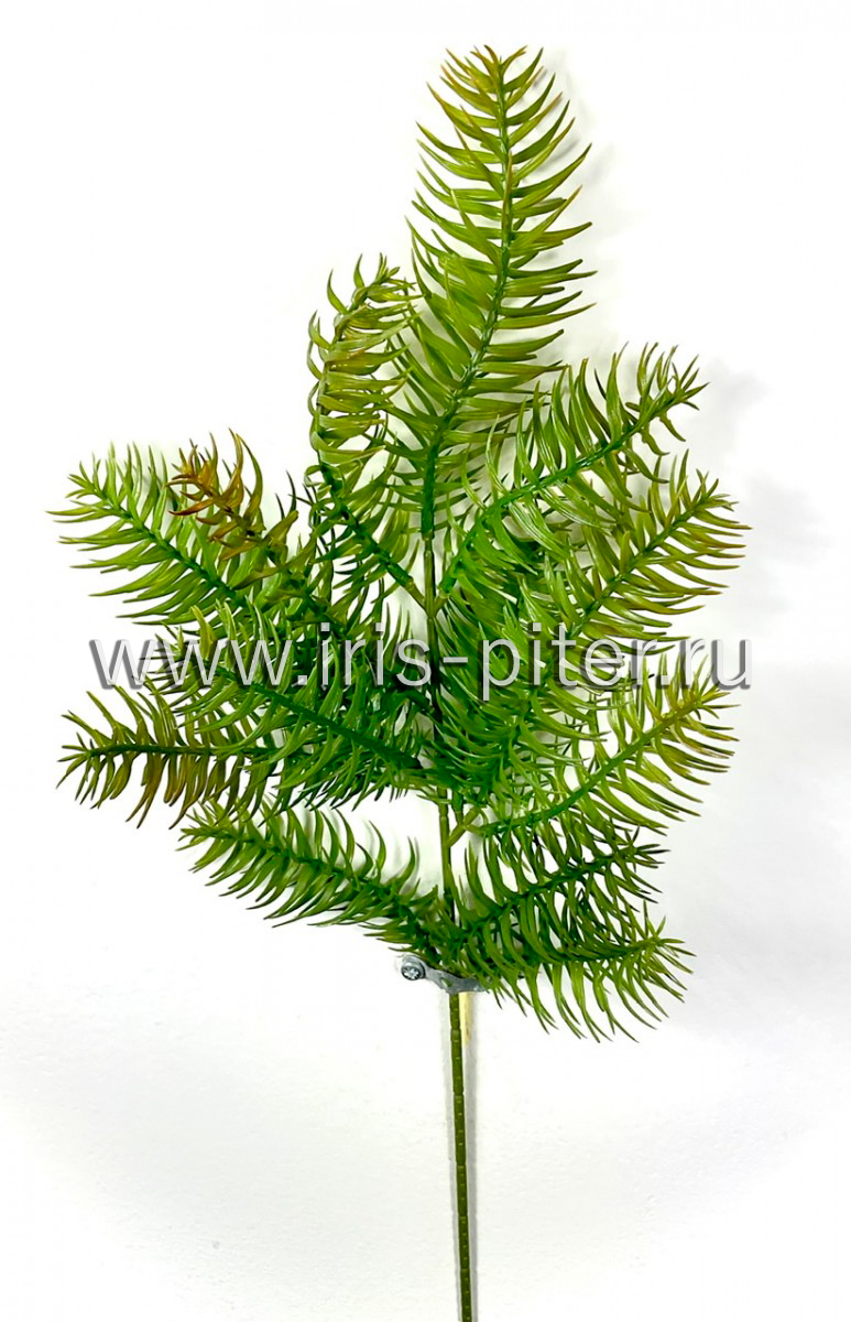 Ветка тис светло-зеленая 