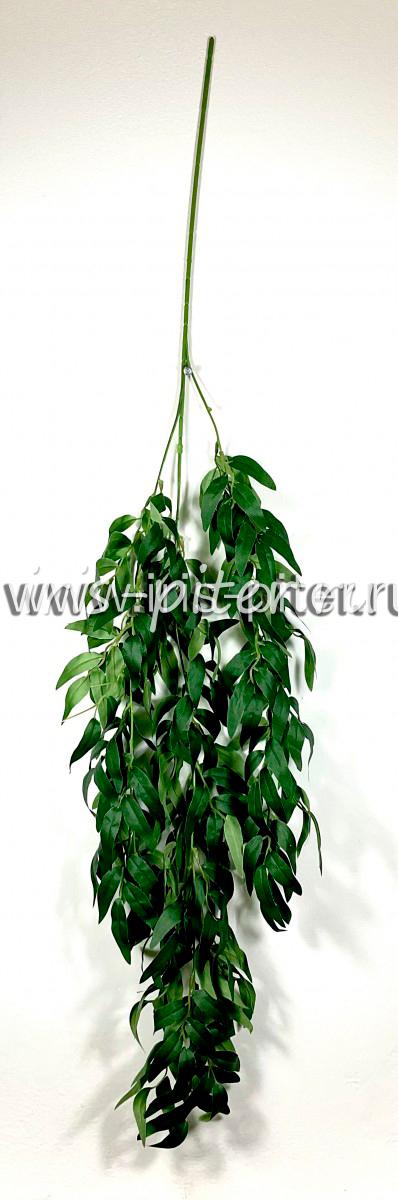 Ветка рускус 3вет 