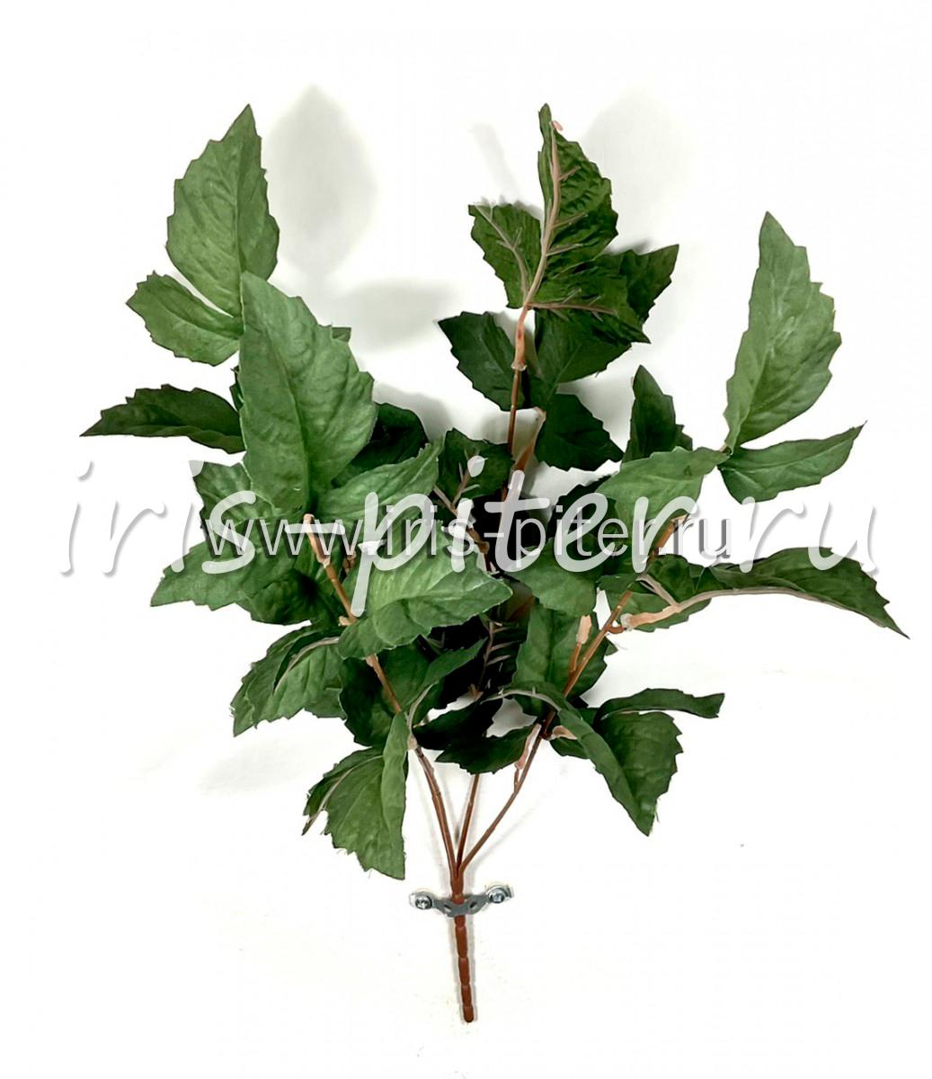 Куст циссус 4ветки