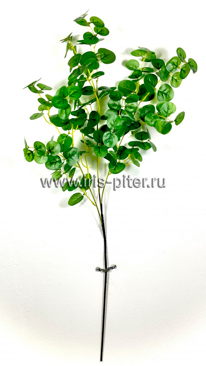 Ветка эвкалипт 3ветки