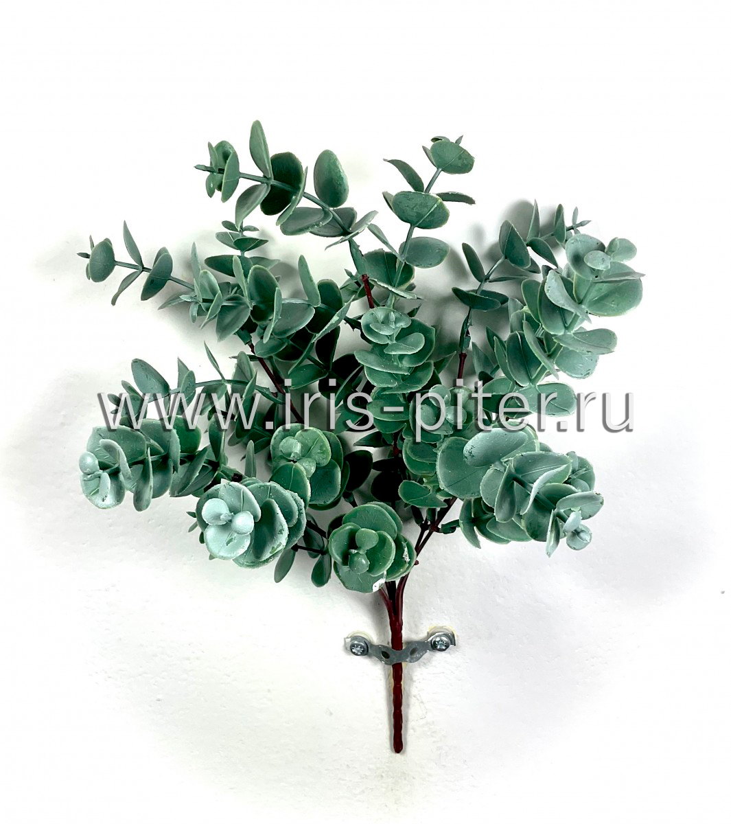 Самшит 5вет темный коричн ствол