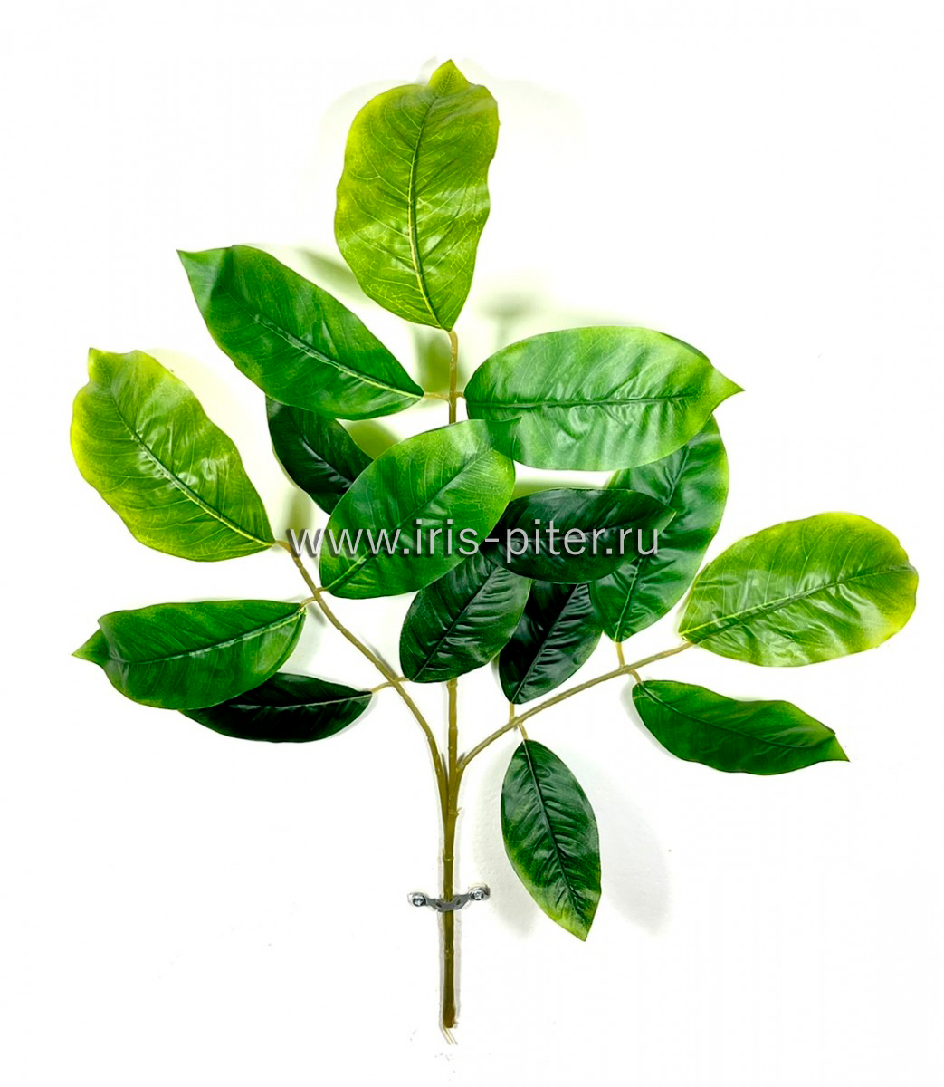 Ветка фикуса 
