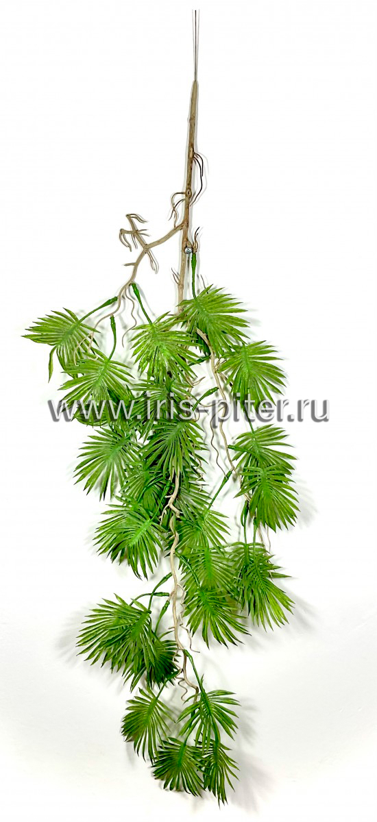 Ветка пальма с корнями