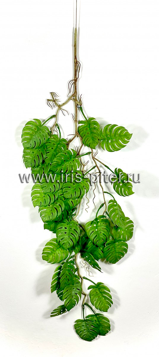 Ветка монстера с корнями