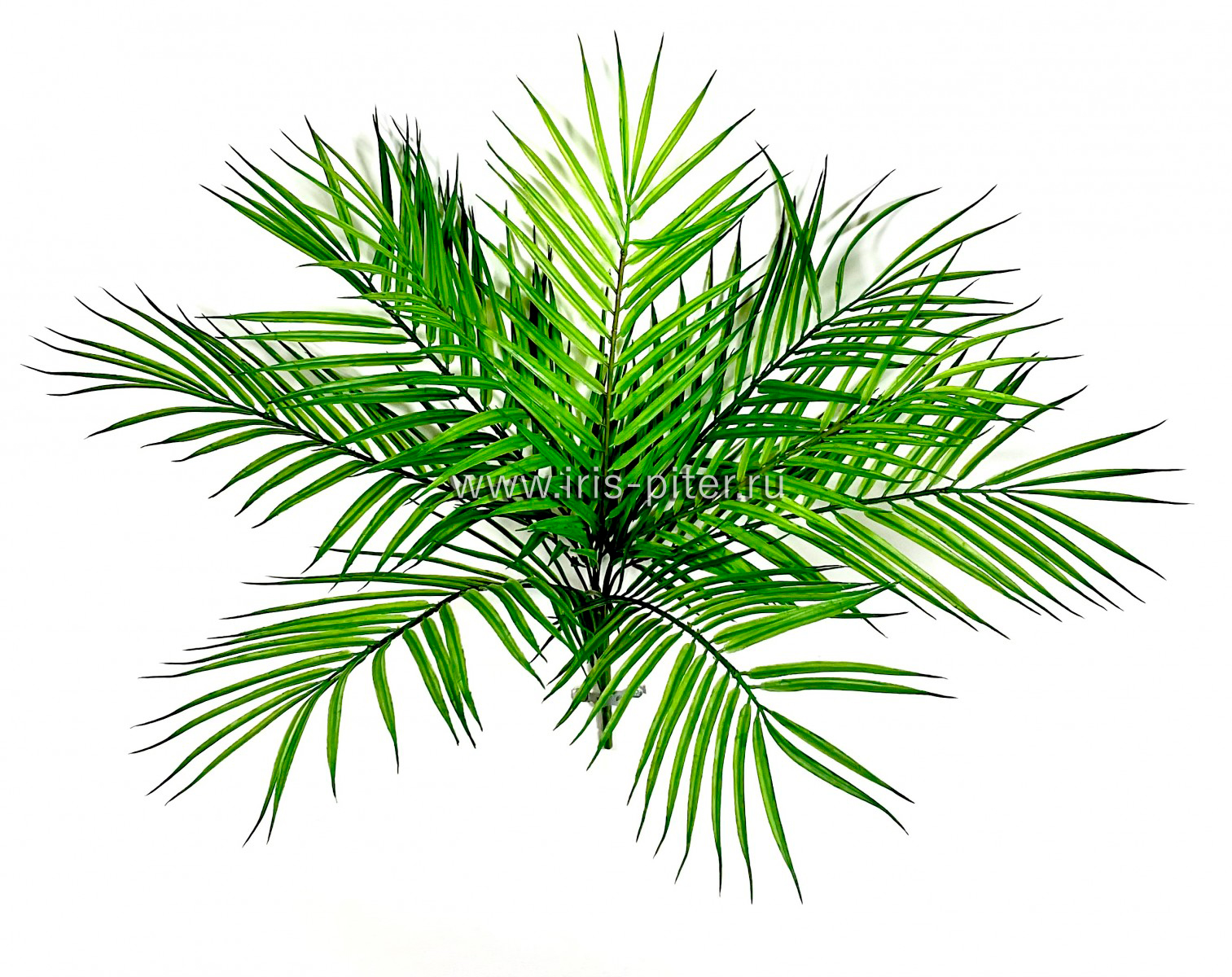 Пальма 9 вет