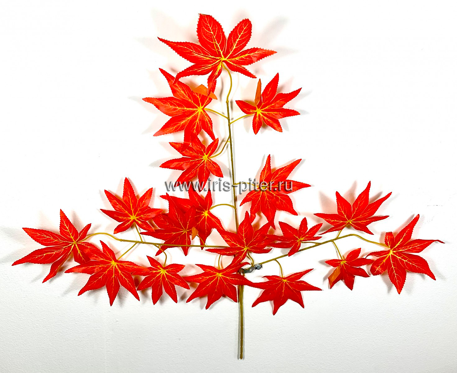 Ветка клен японский красный