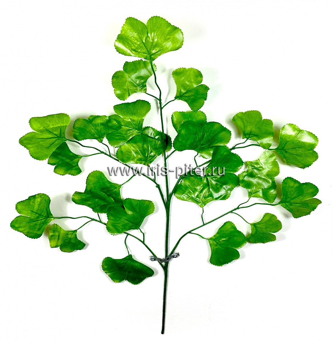 Ветка гинкго зеленая