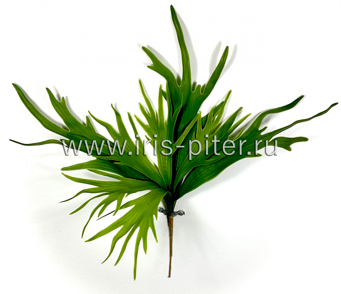 Папоротник платицериум