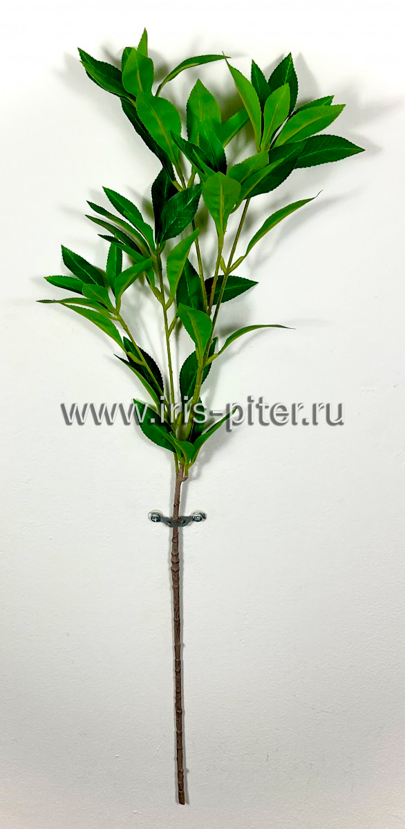 ветка лавровишня мал 