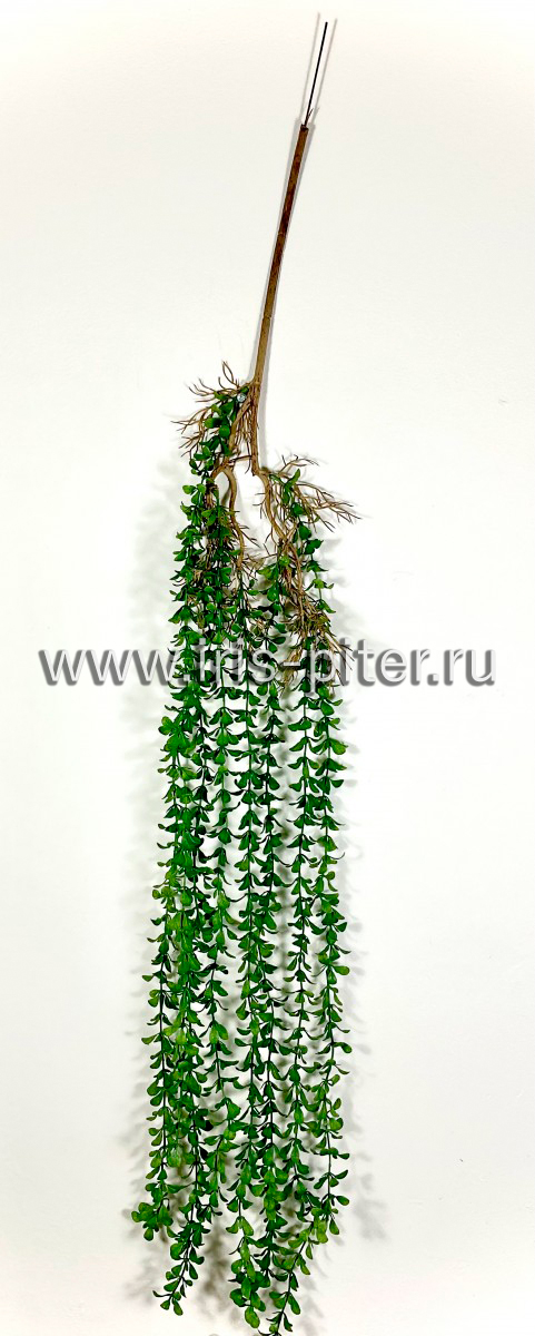 Ветка дихондра с корнями