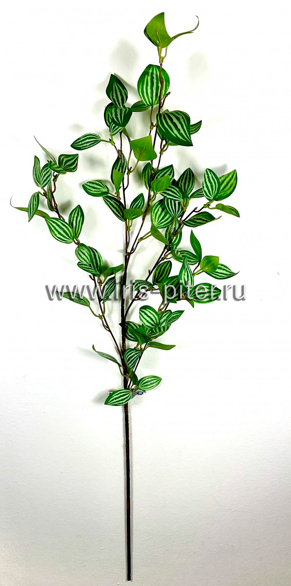 ветка пеперомия 29листьев
