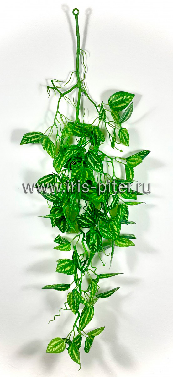 ветка пилея