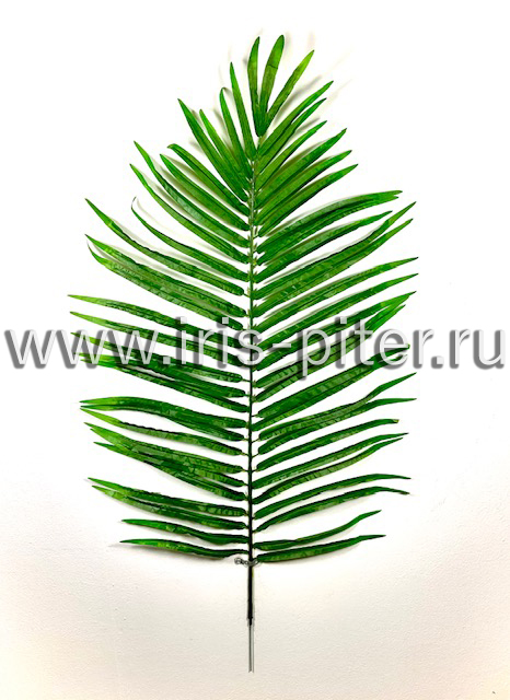 Лист пальмы Робелини