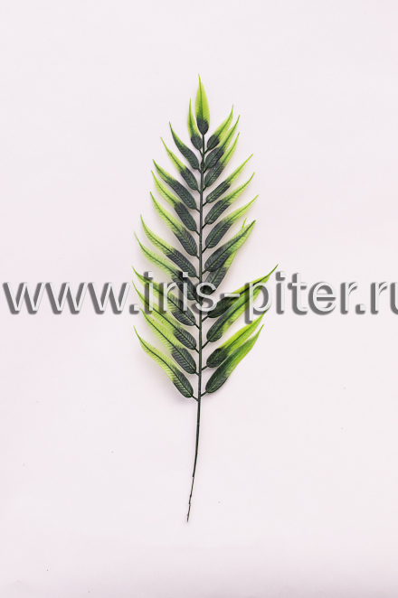 Папоротник "хвощ" 