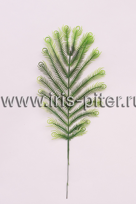 Папоротник "павлиний глаз" 