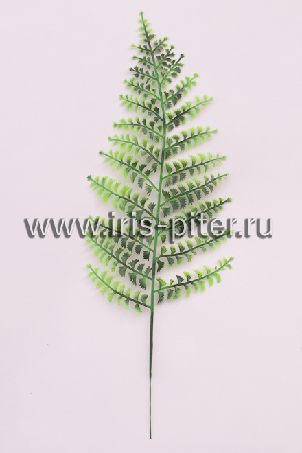 Папоротник "петрушка"